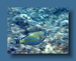 Helengeli 187